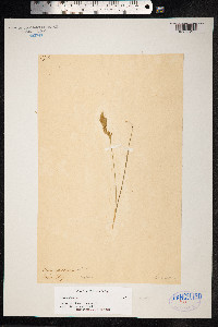 Carex arenaria image