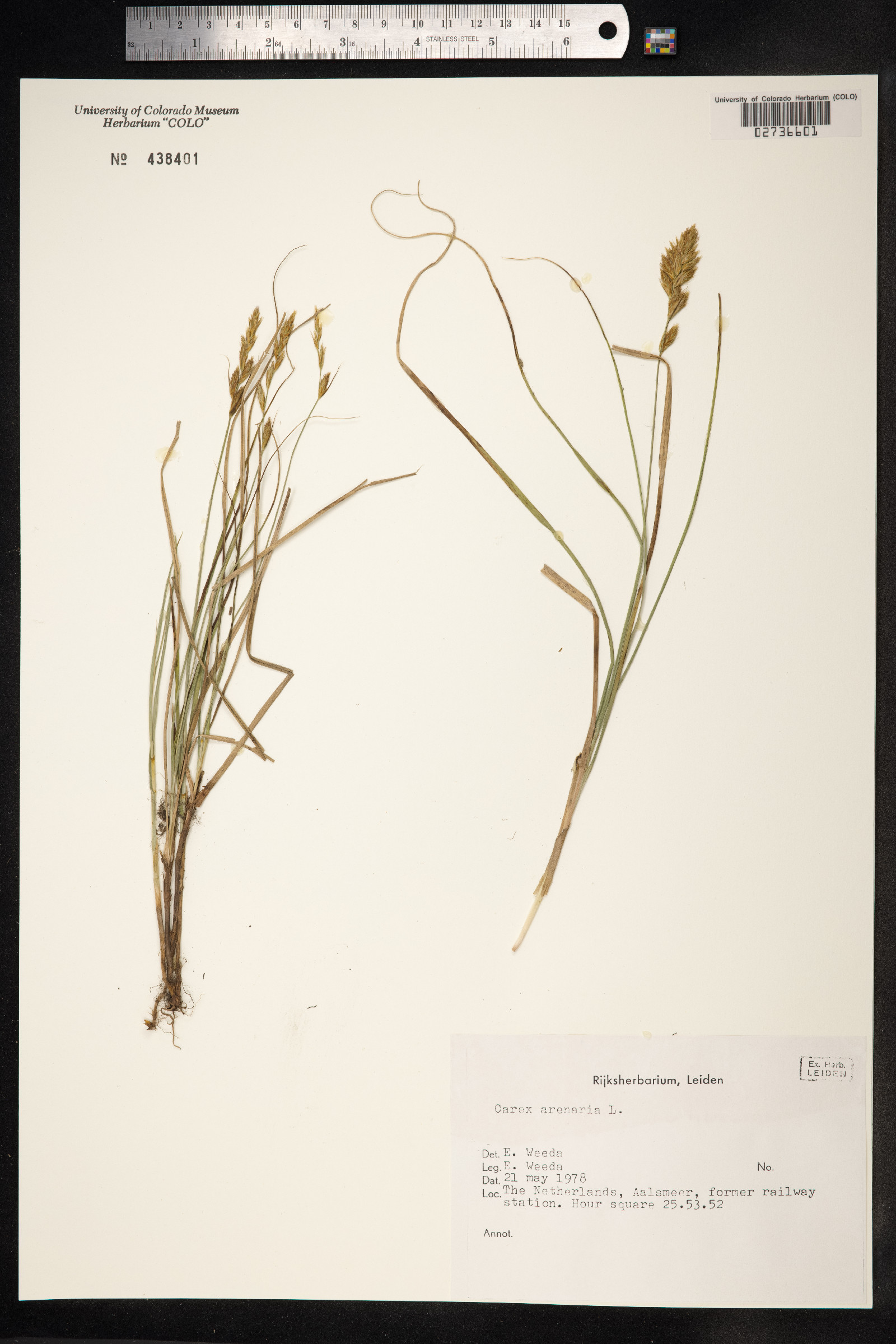 Carex arenaria image