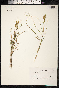 Carex arenaria image