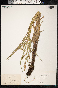 Carex atherodes image