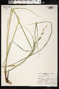 Carex atherodes image