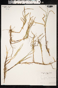 Carex arenaria image