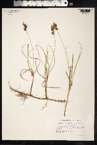 Carex arenaria image
