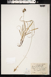 Carex arenaria image