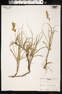 Carex arenaria image