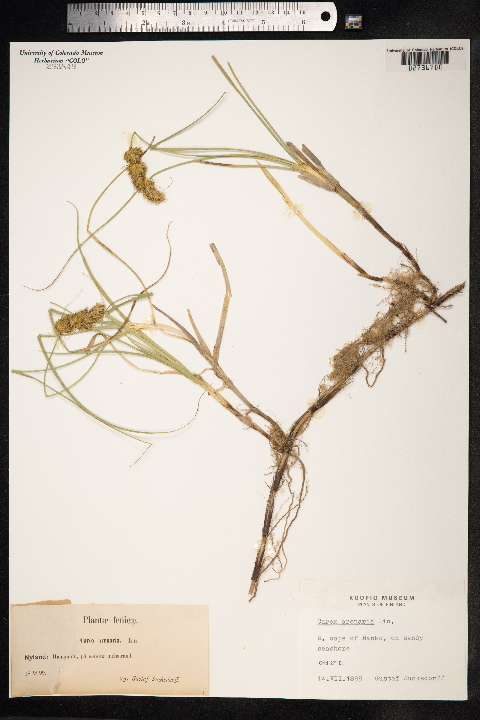 Carex arenaria image