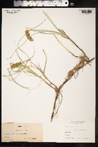 Carex arenaria image