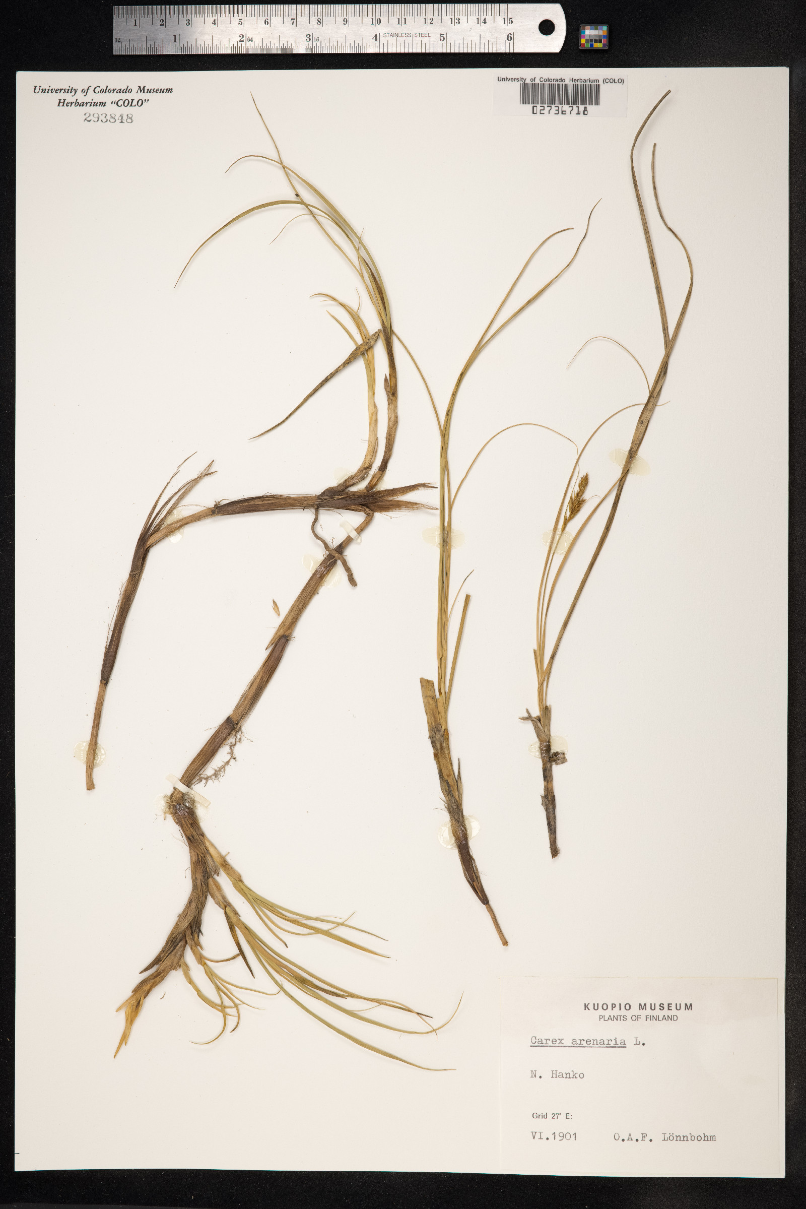 Carex arenaria image
