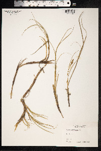 Carex arenaria image