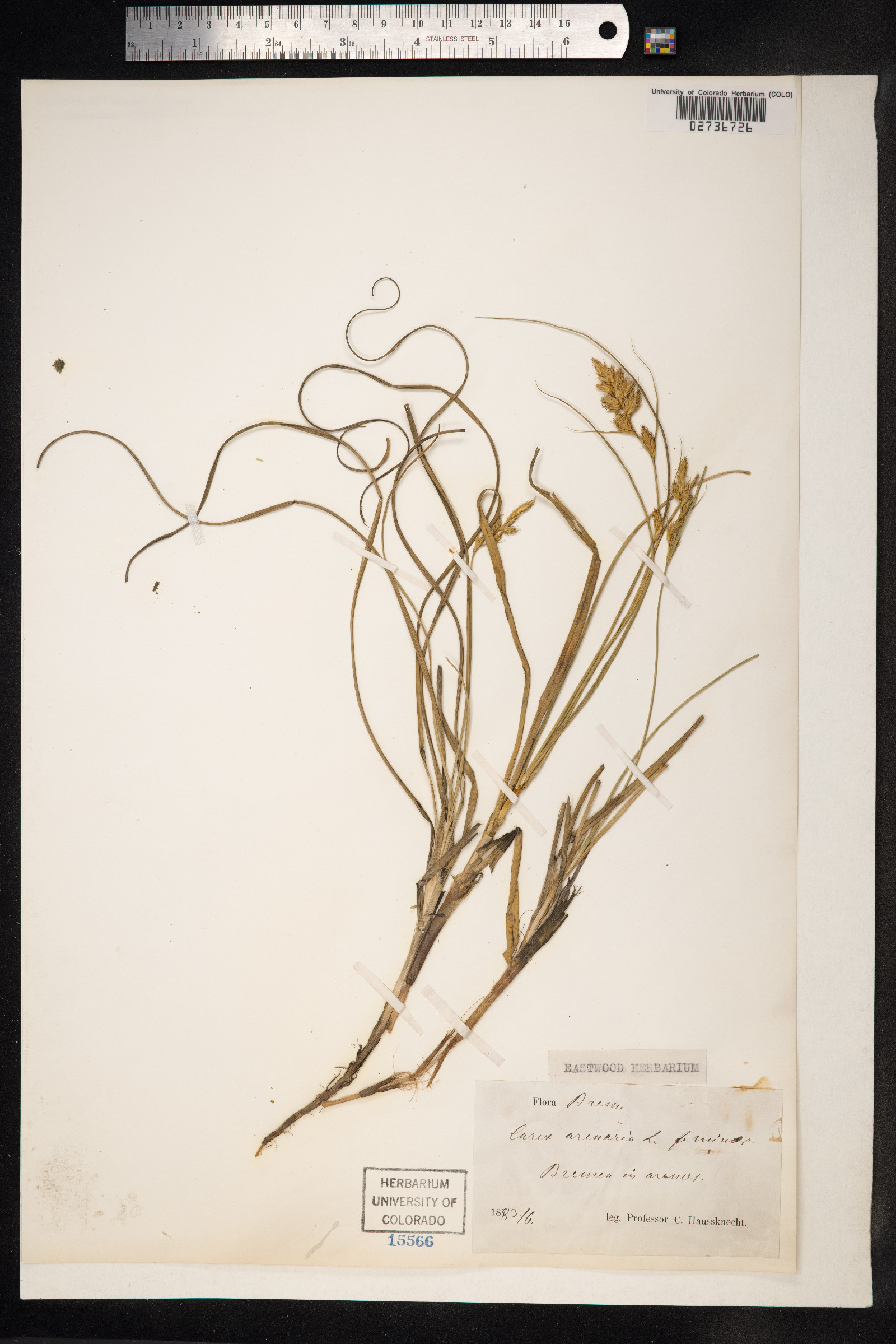 Carex arenaria image