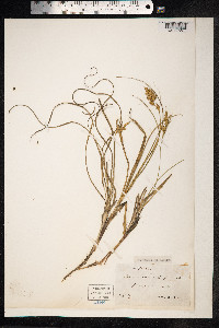 Carex arenaria image