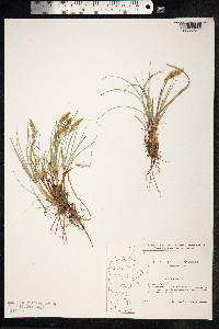 Carex arenaria image