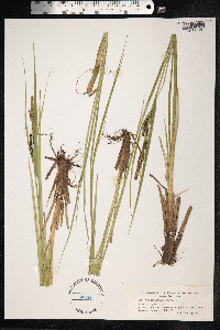 Carex aquatilis image