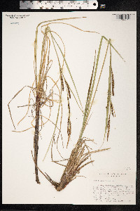 Carex aquatilis image
