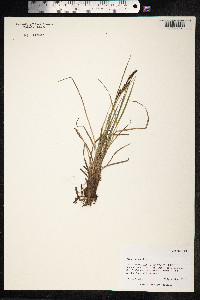 Carex aquatilis image