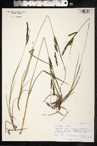 Carex aquatilis image