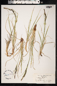 Carex aquatilis image