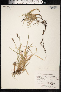 Carex bigelowii image