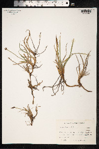 Carex bigelowii image