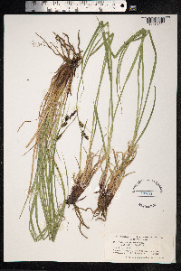 Carex bigelowii image