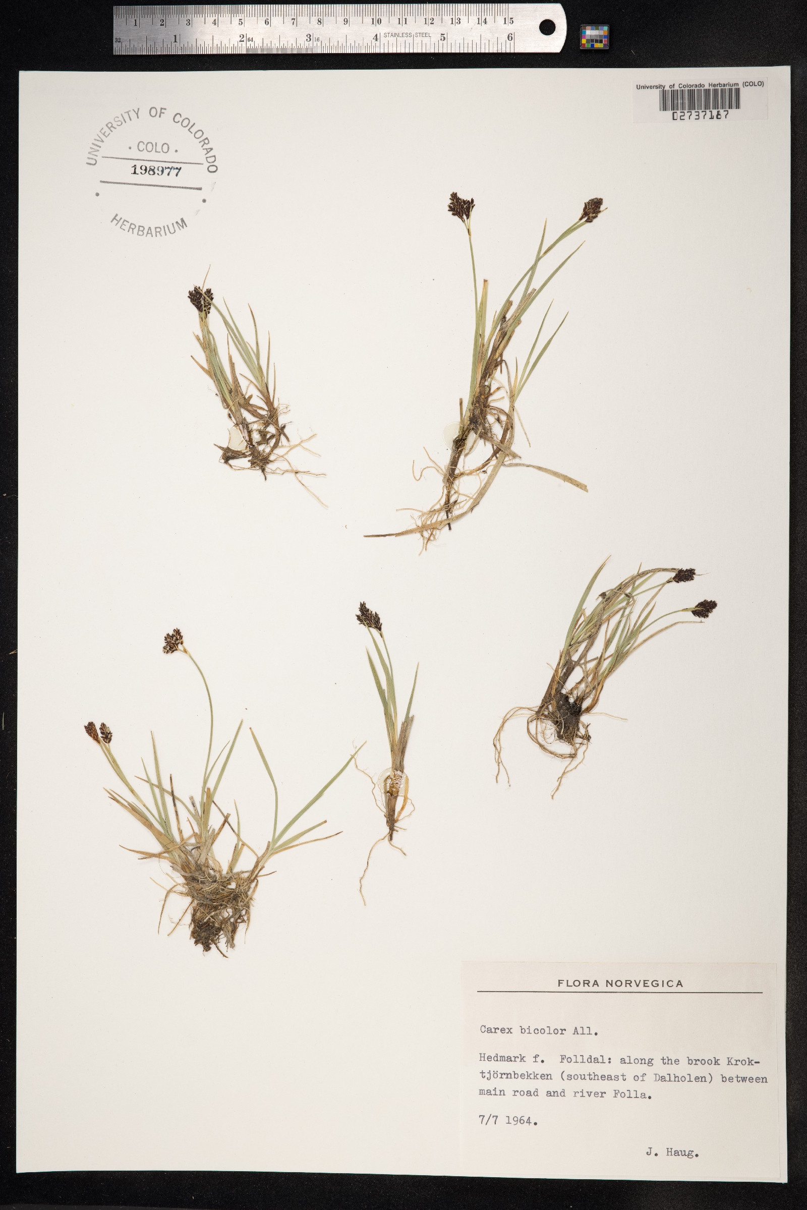 Carex bicolor image