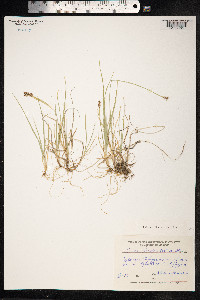 Carex bicolor image