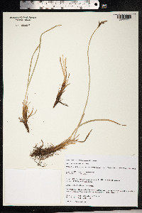 Carex bigelowii image