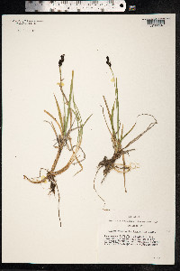 Carex bigelowii image