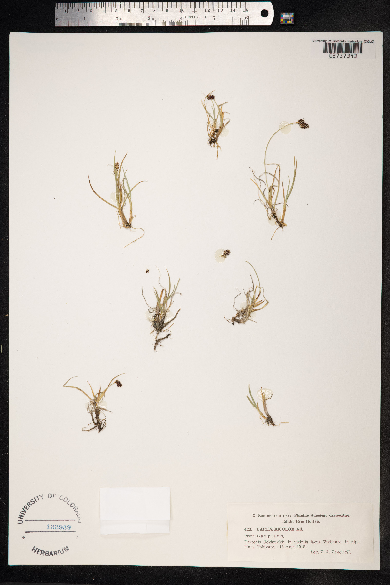 Carex bicolor image