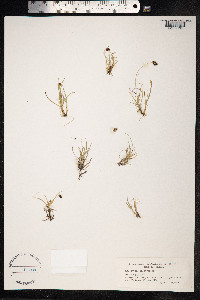 Carex bicolor image
