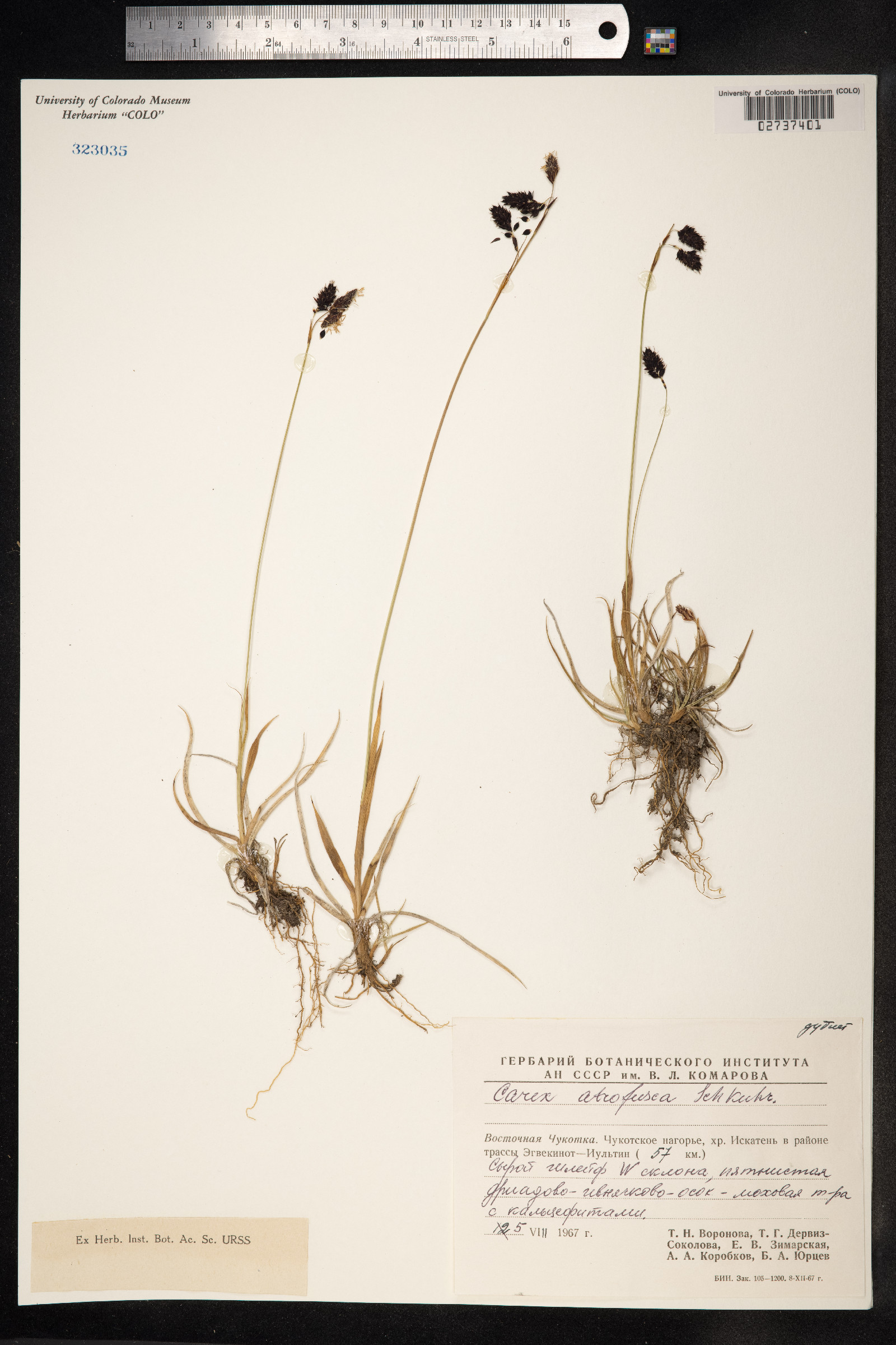 Carex atrofusca image
