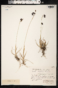 Carex atrofusca image
