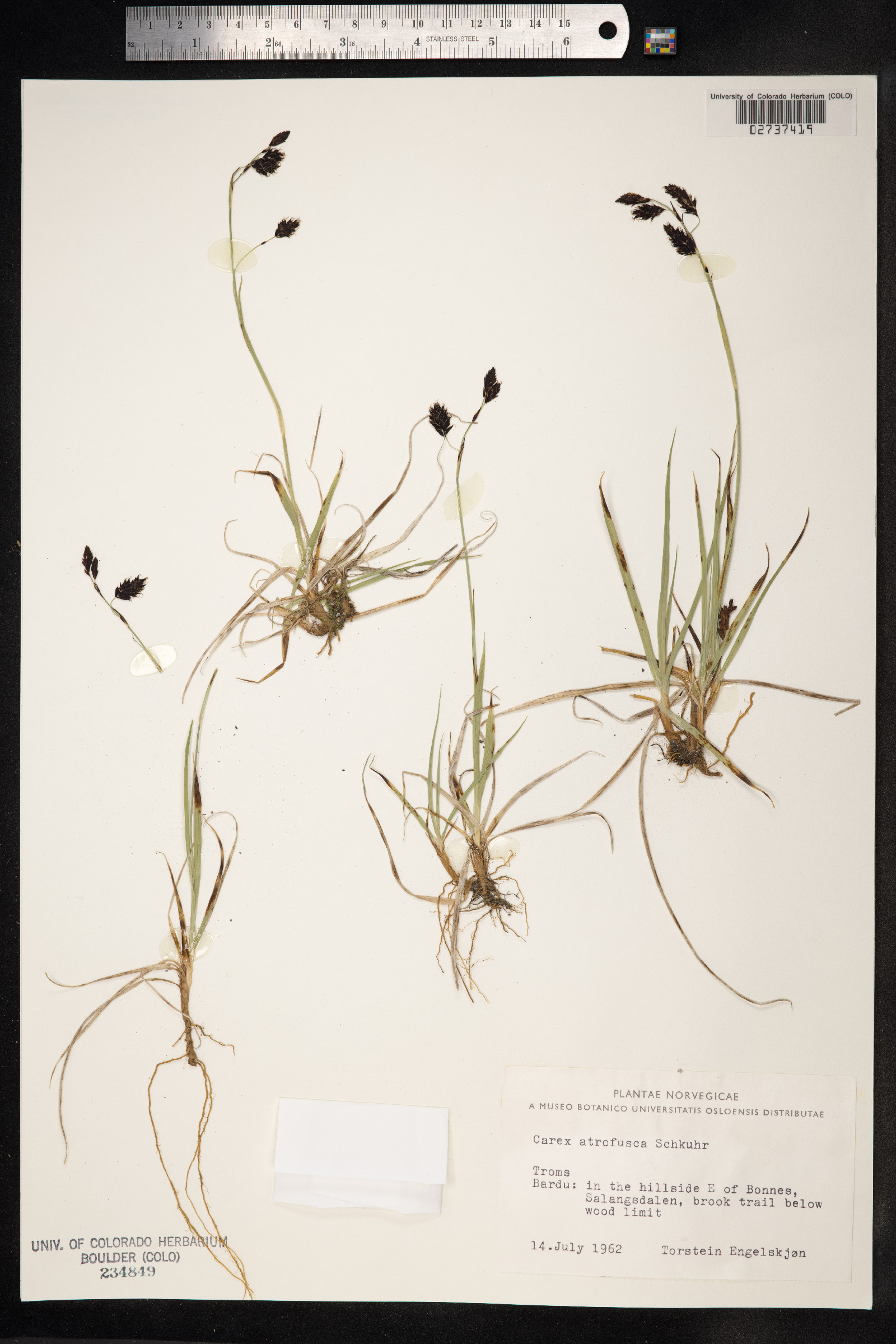 Carex atrofusca image