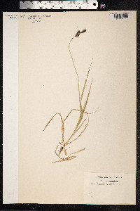 Carex adelostoma image