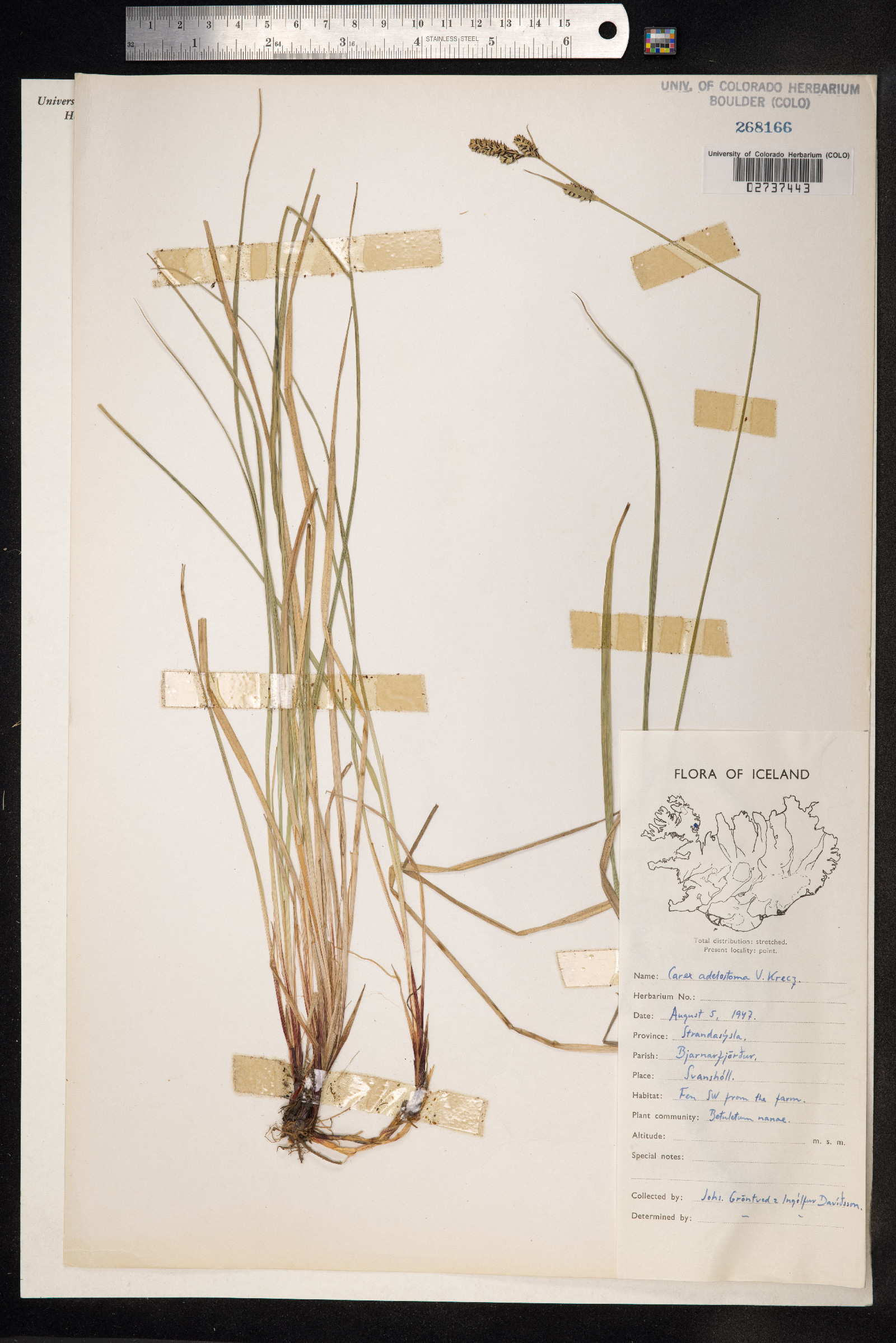 Carex adelostoma image