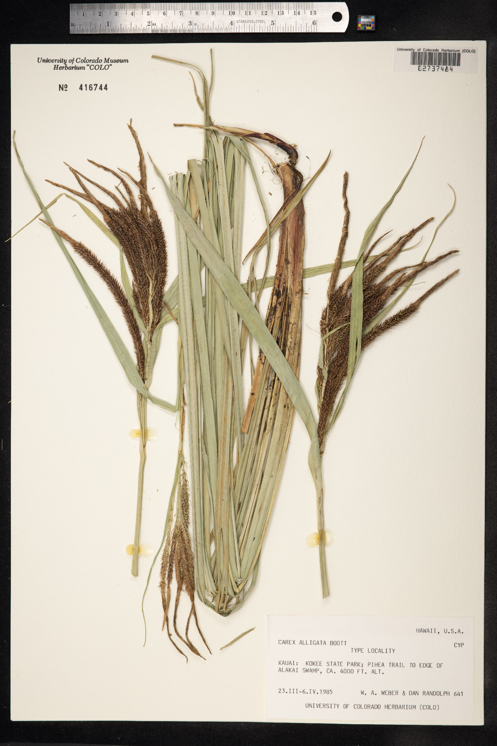 Carex alligata image