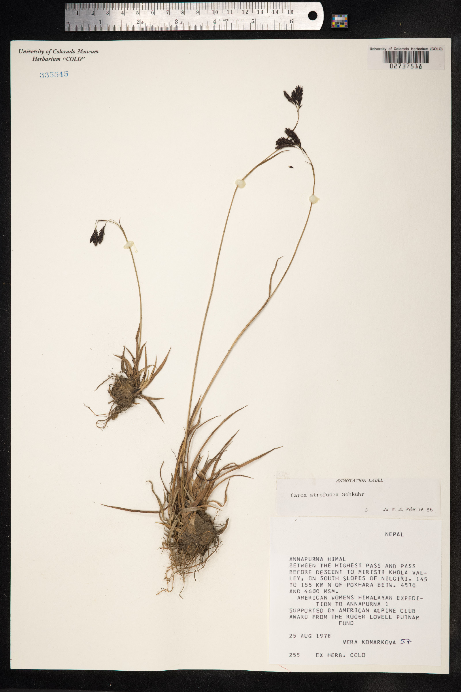 Carex atrofusca image