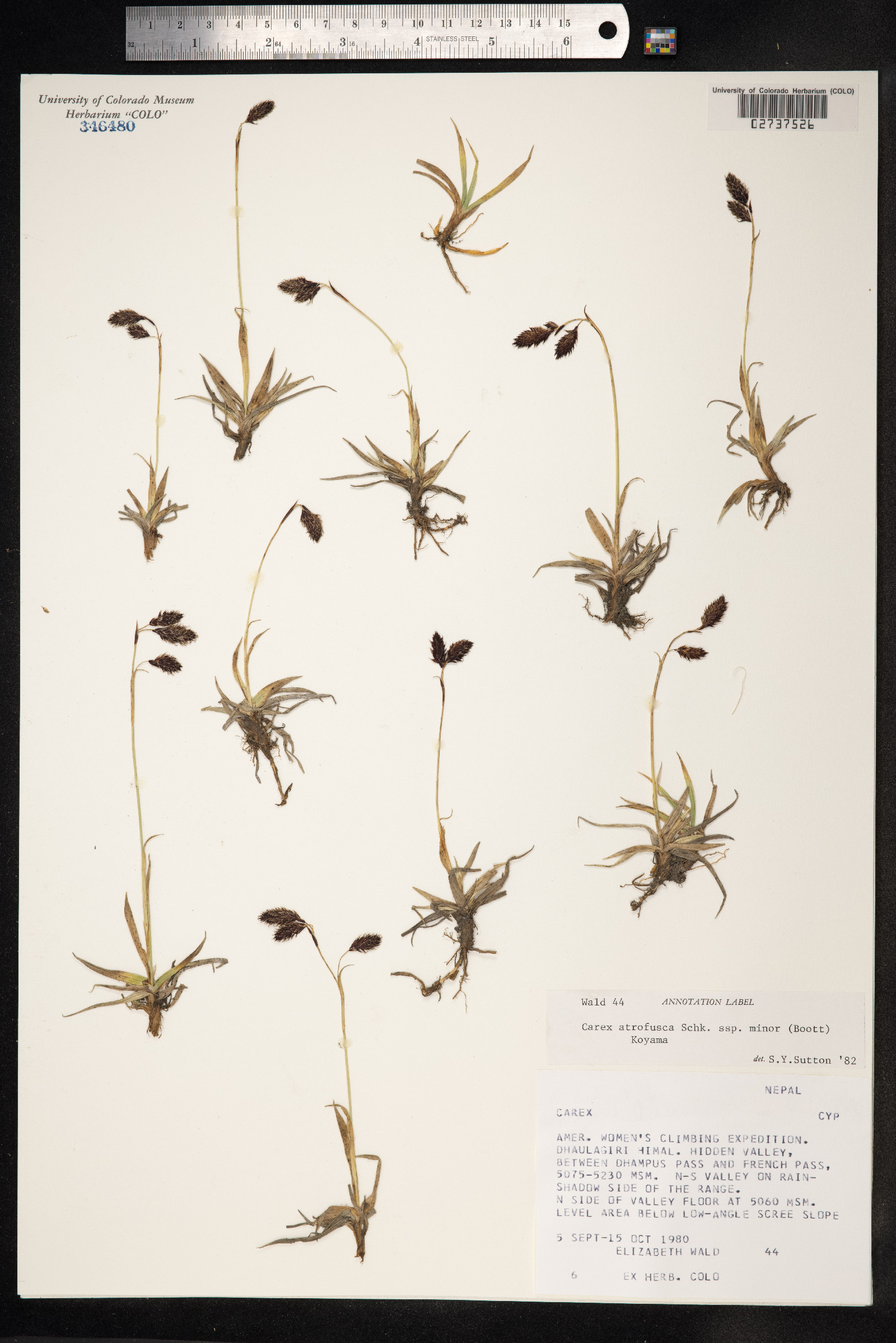 Carex atrofusca image
