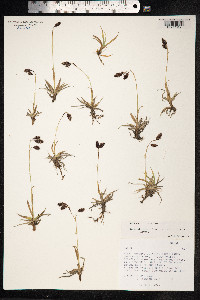 Carex atrofusca image