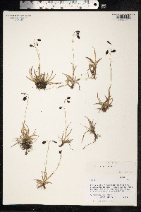 Carex atrofusca image