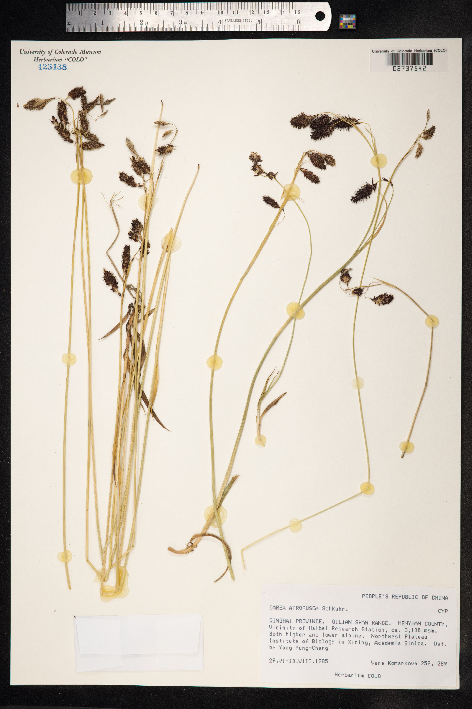 Carex atrofusca image