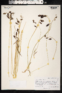 Carex atrofusca image