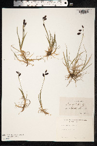 Carex atrofusca image