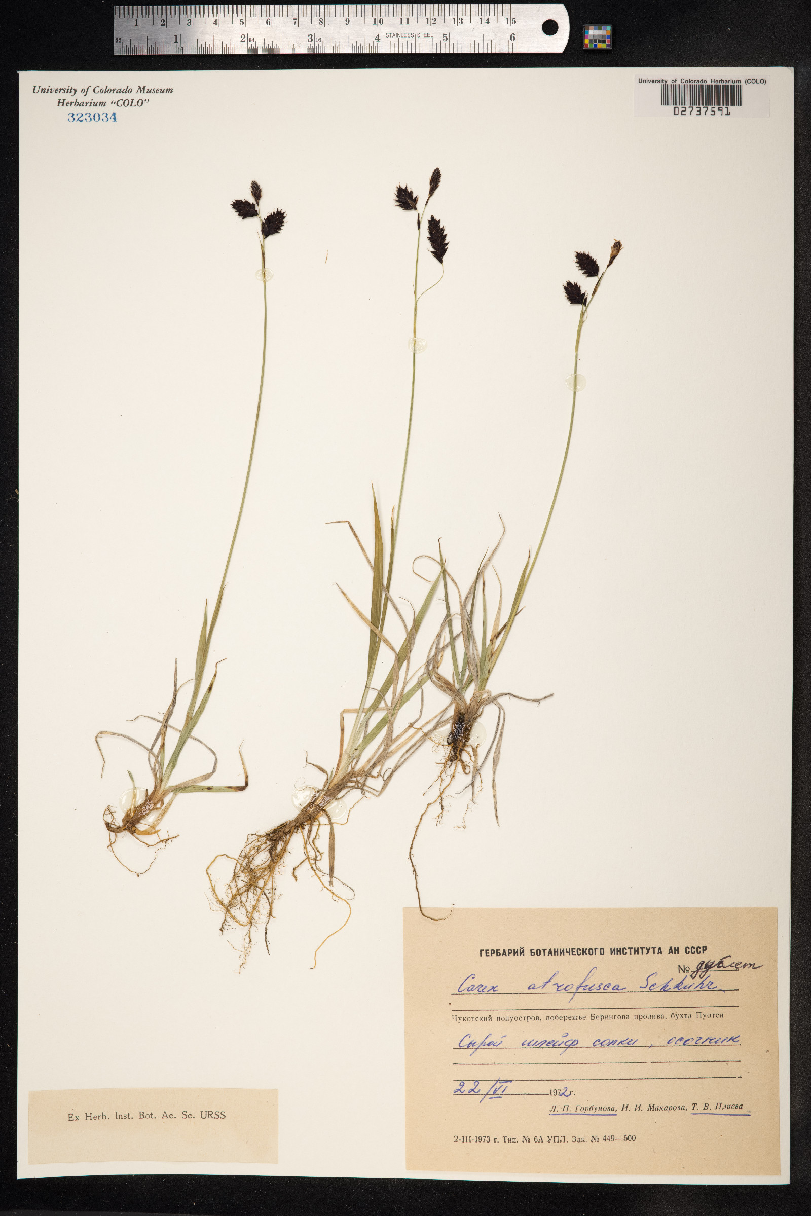 Carex atrofusca image