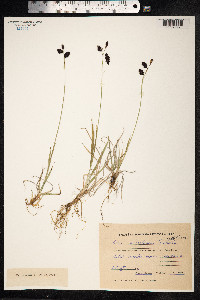 Carex atrofusca image