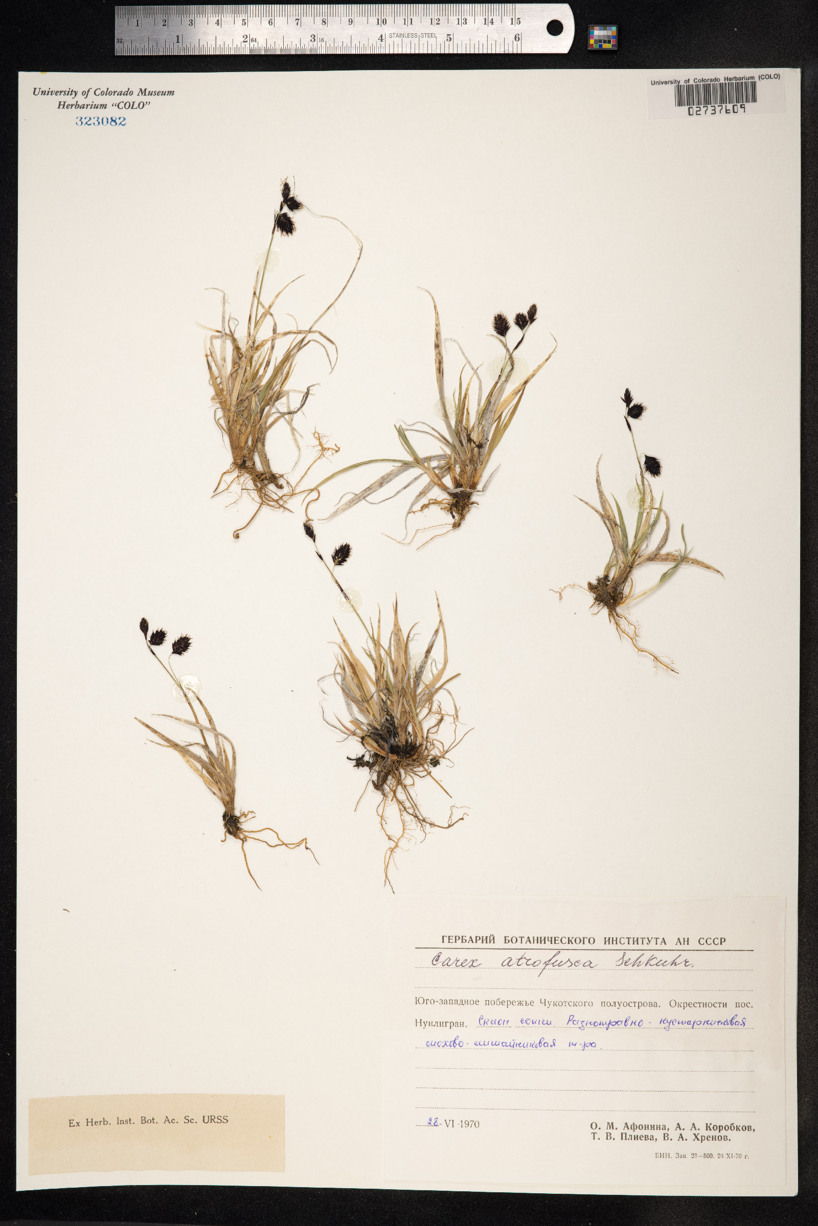 Carex atrofusca image
