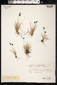 Carex atrofusca image