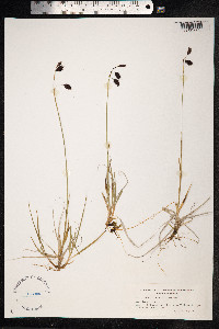Carex atrofusca image