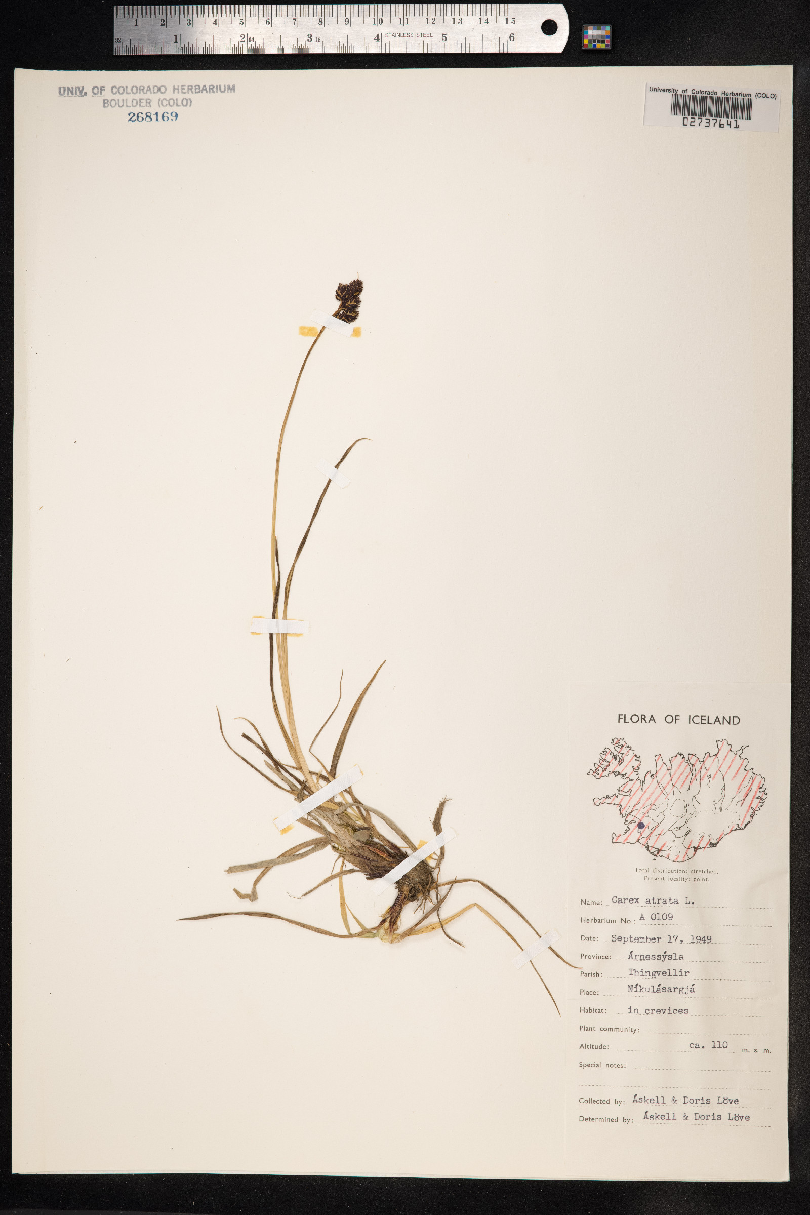 Carex atrata image