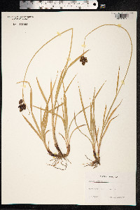 Carex atrata image